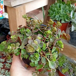 Plantas RV - Suculenta tamaño S 