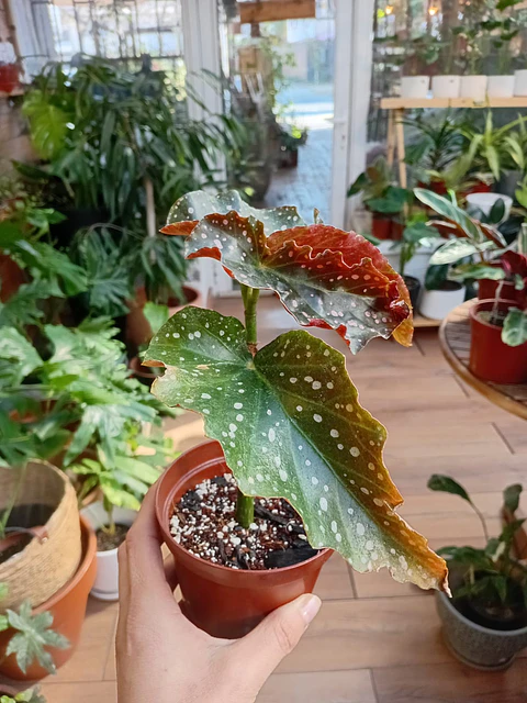 Plantas RV - Begonia Cracklin Rosie 