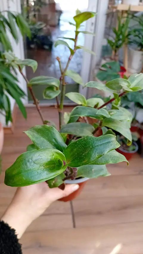 Plantas RV - Tradescantia cerinthoides tamaño M