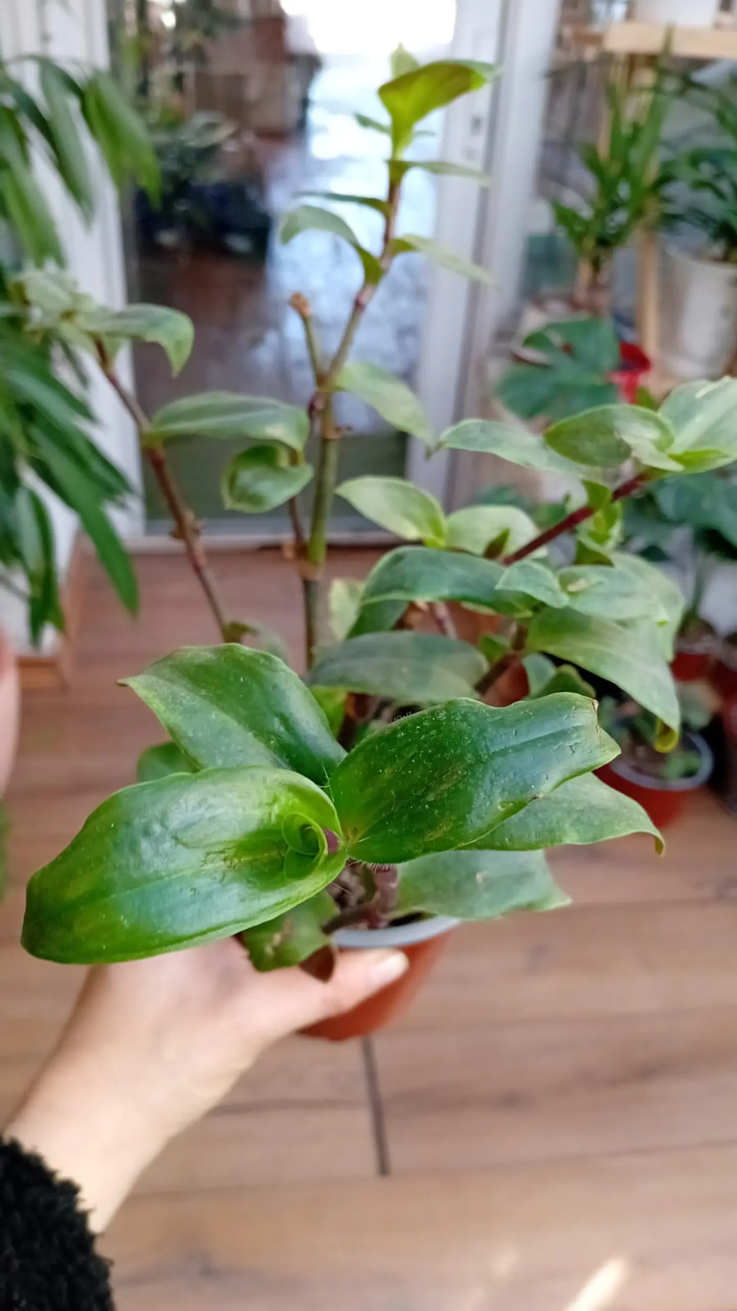 Plantas RV - Tradescantia cerinthoides tamaño M 1
