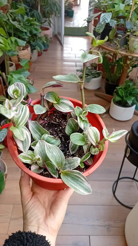 Plantas RV - Tradescantia Nanouk tamaño M