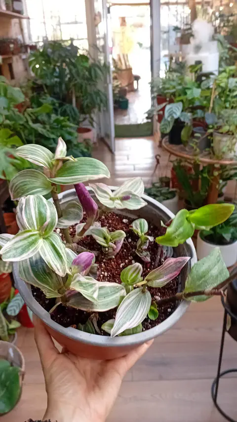 Plantas RV - Tradescantia Nanouk tamaño M