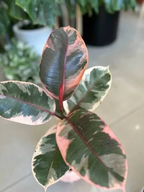 Plantas RV - Gomero Rubi tamaño L 