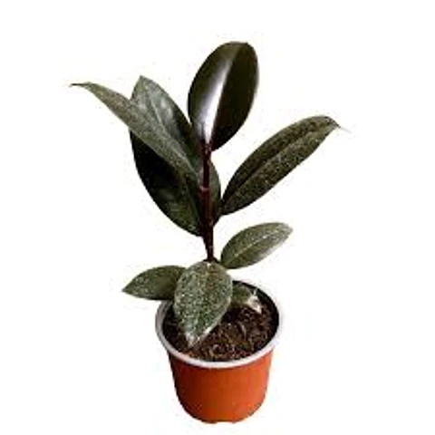 Plantas RV - Gomero Burgundy tamaño S 