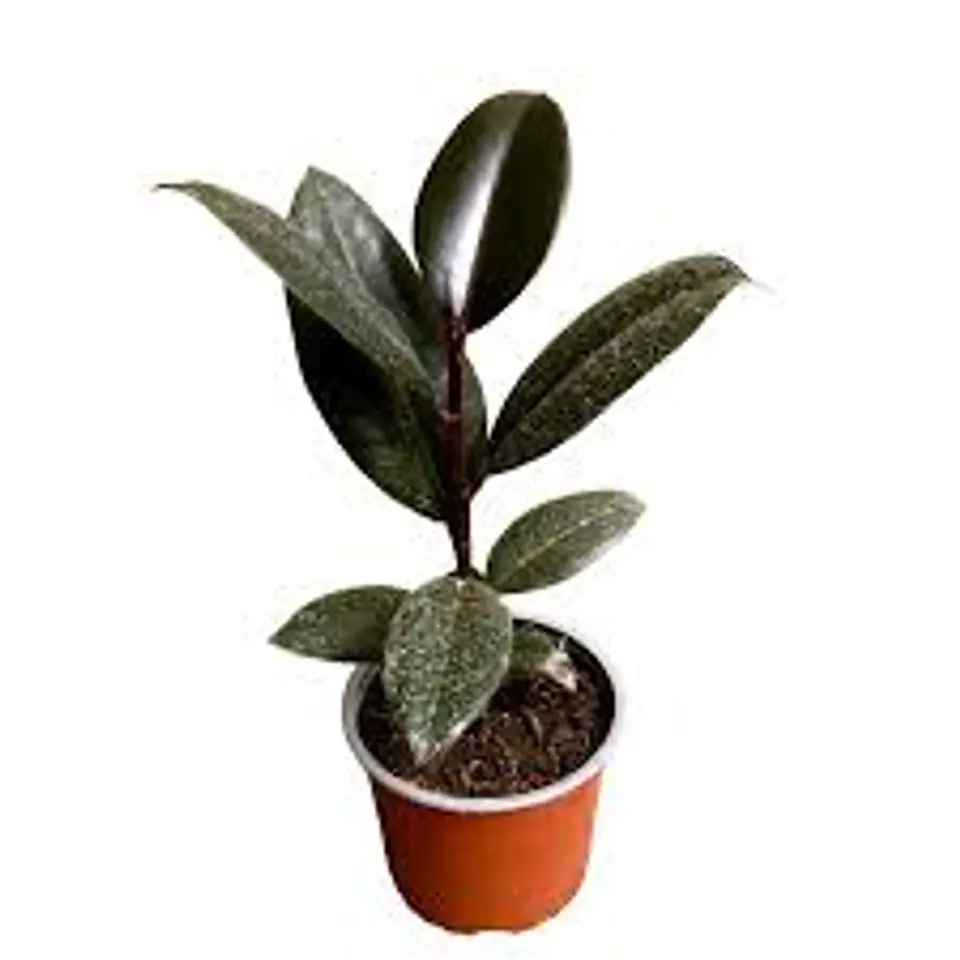 Plantas RV - Gomero Burgundy tamaño S  1