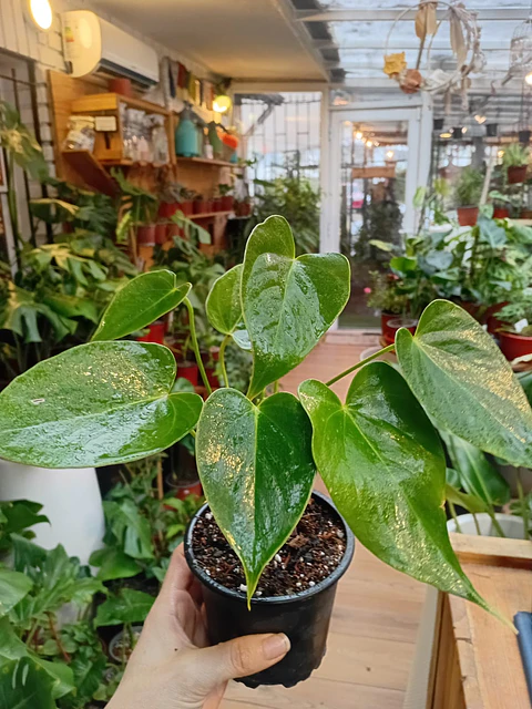 Plantas RV - Anturio tamaño S 