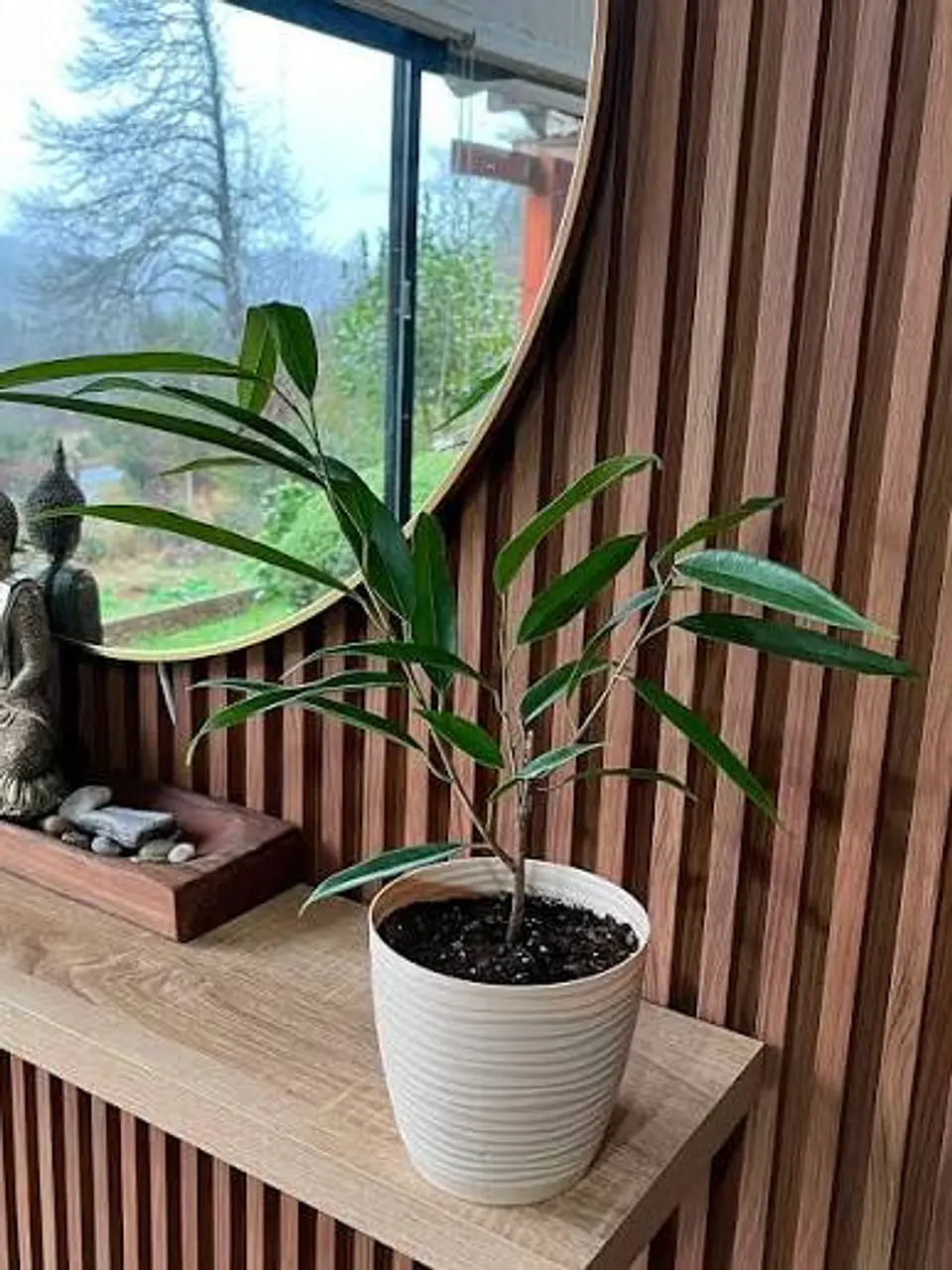 Plantas RV - Ficus Alii tamaño S  1