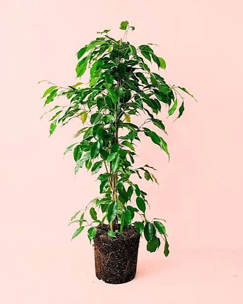 Plantas RV - Ficus benjamina tamaño L 