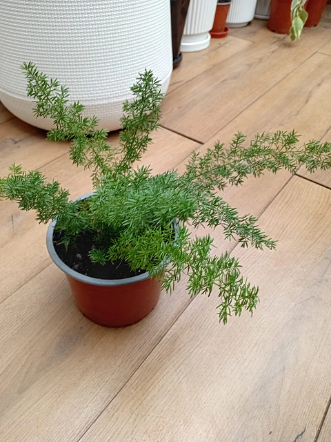 Plantas RV - Helecho Meyeri tamaño S 
