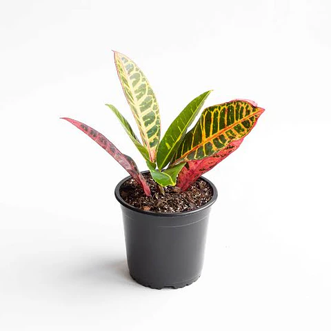 Plantas RV - Crotón