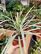 Plantas RV - Dracena Colorama tamaño S - thumbnail 1