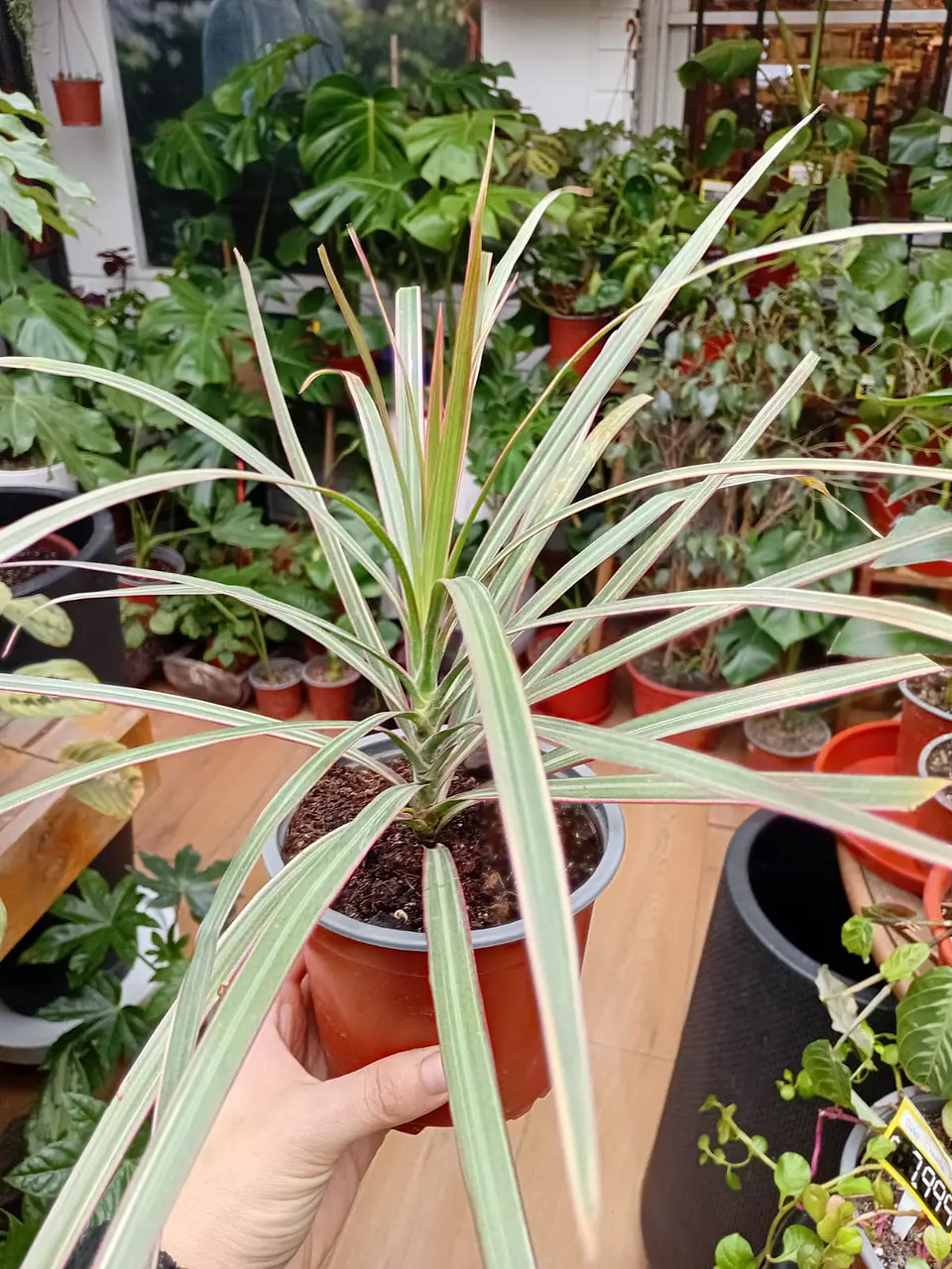 Plantas RV - Dracena Colorama tamaño S 1