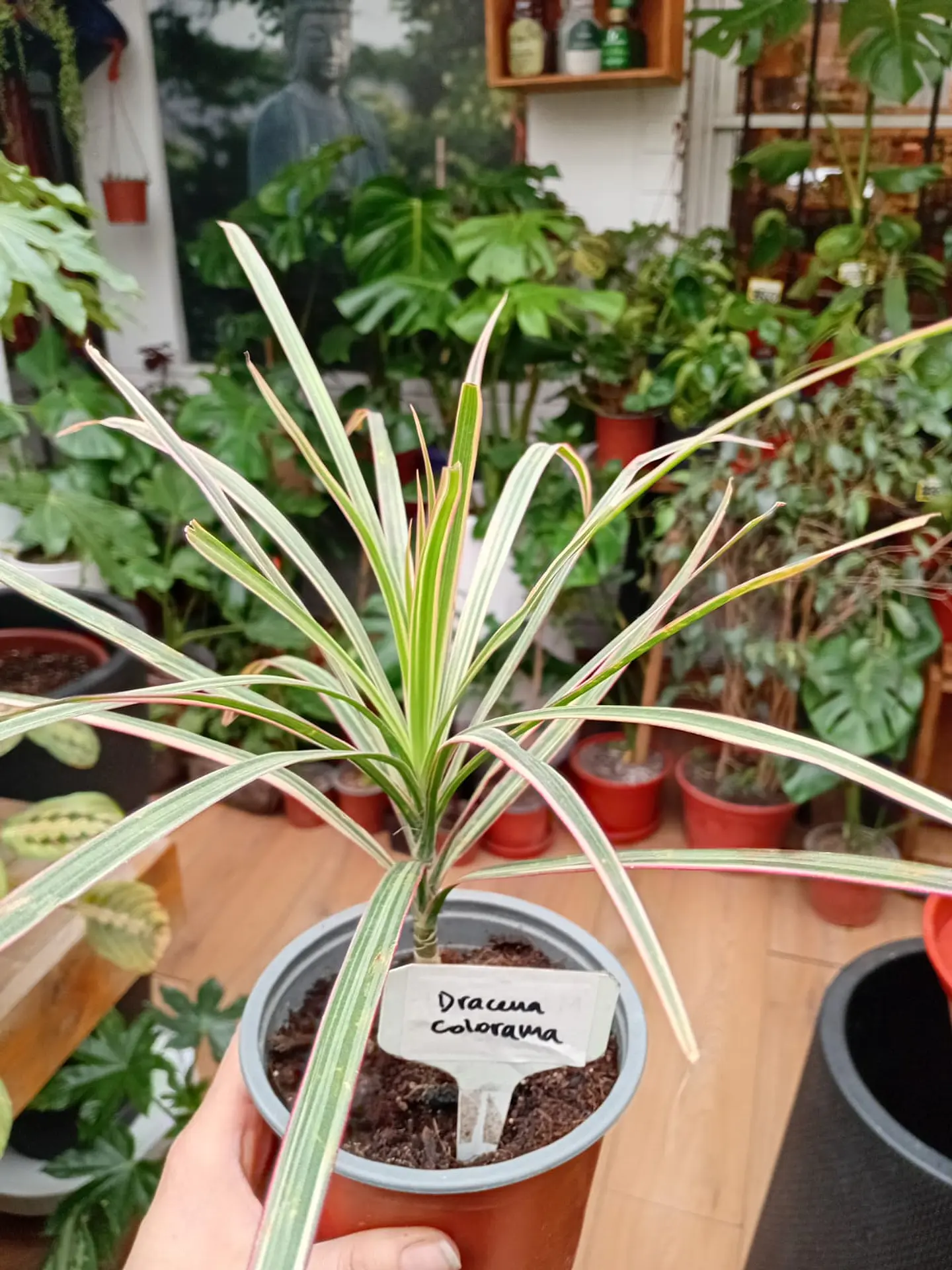 Plantas RV - Dracena Colorama tamaño S 2