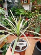 Plantas RV - Dracena Colorama tamaño S - thumbnail 2