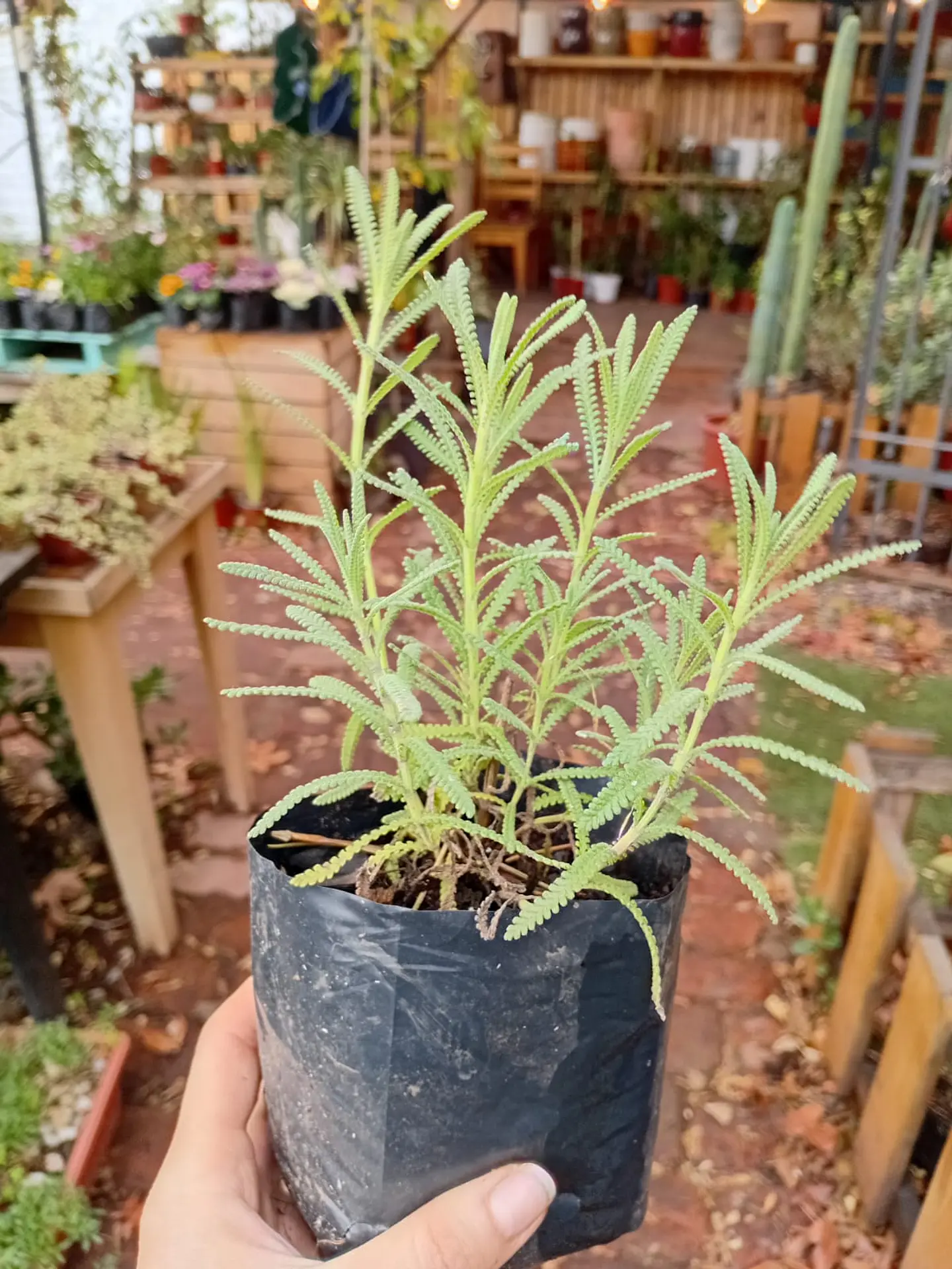 Plantas RV - Lavanda Francesa tamaño S  1
