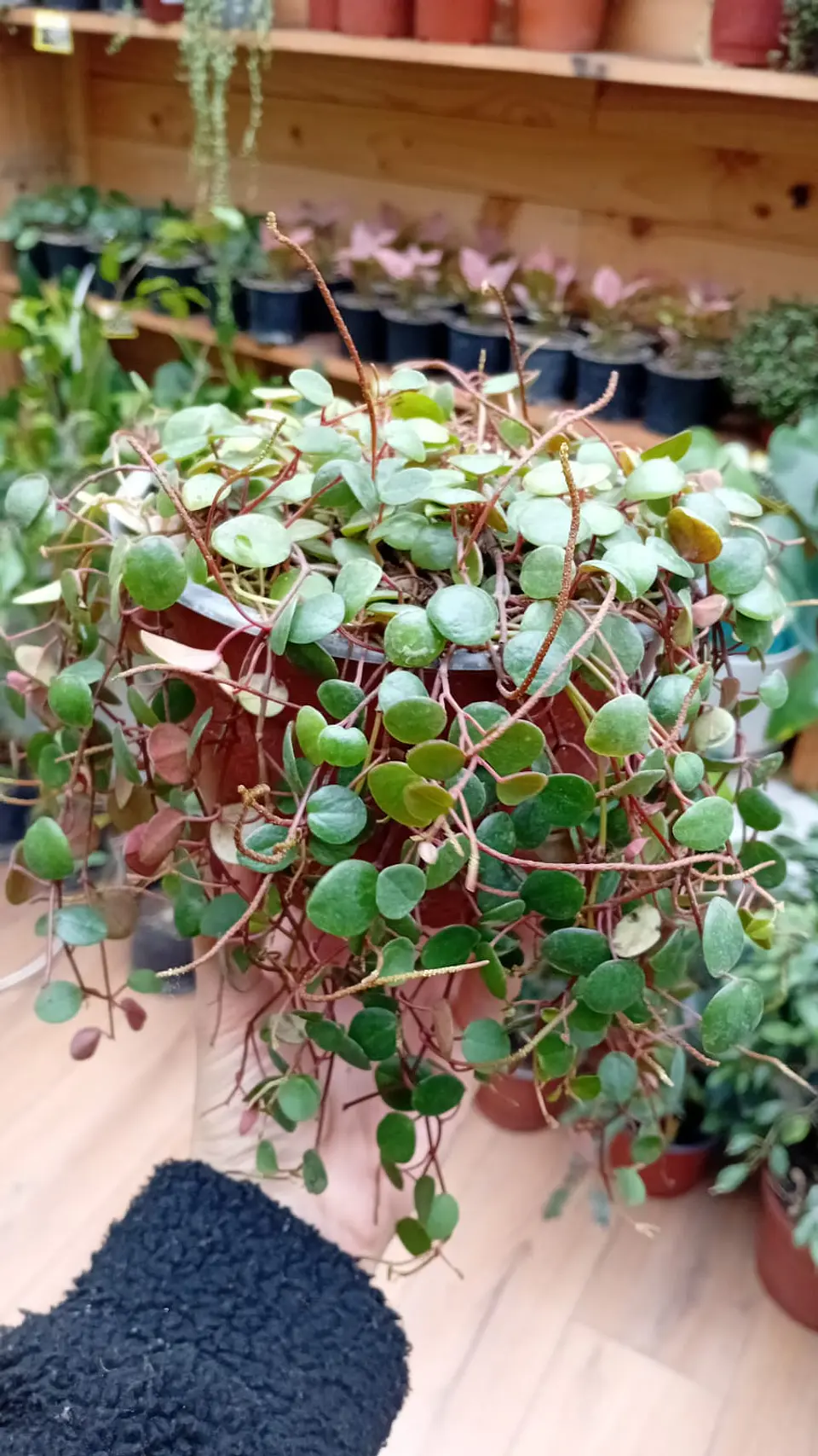 Plantas RV - Peperomia Pepperspot tamaño M  1
