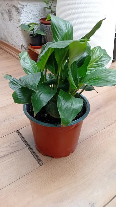 Plantas RV- Spatifilium tamaño M