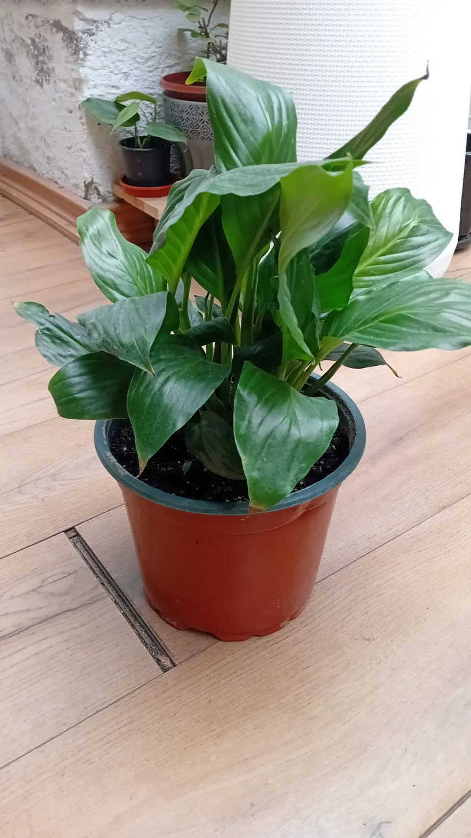 Plantas RV- Spatifilium tamaño M 1