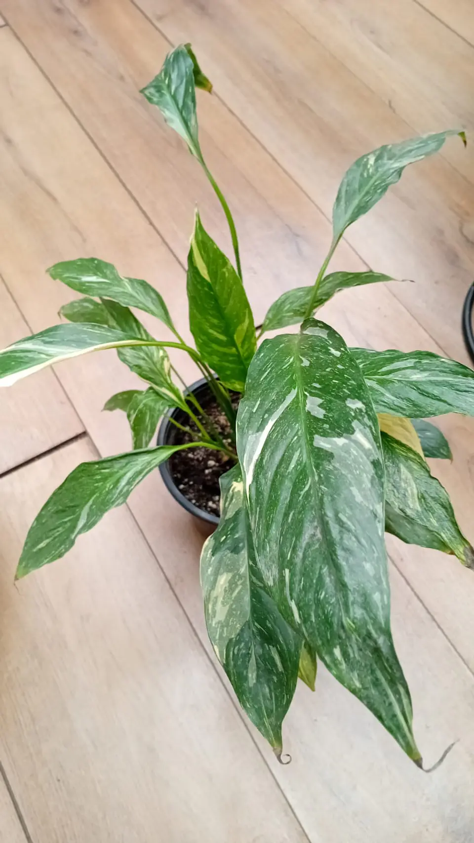 Plantas RV - Spatifilium Variegado tamaño M  1