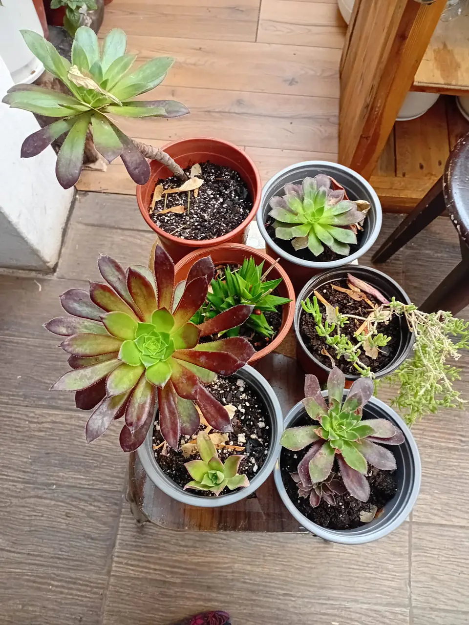 Plantas RV - Suculenta tamaño S  1