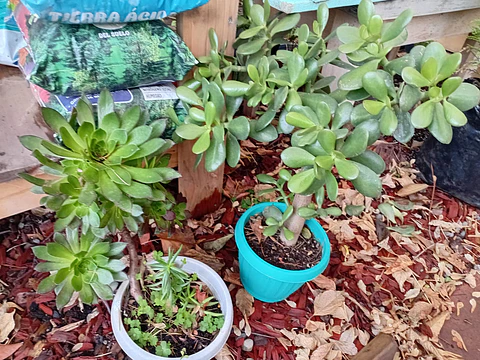 Plantas RV - Suculenta tamaño XL 