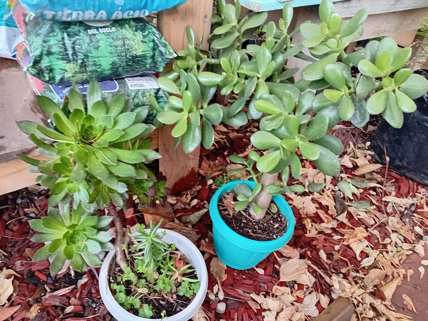 Plantas RV - Suculenta tamaño XL  1
