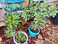 Plantas RV - Suculenta tamaño XL  - thumbnail 1