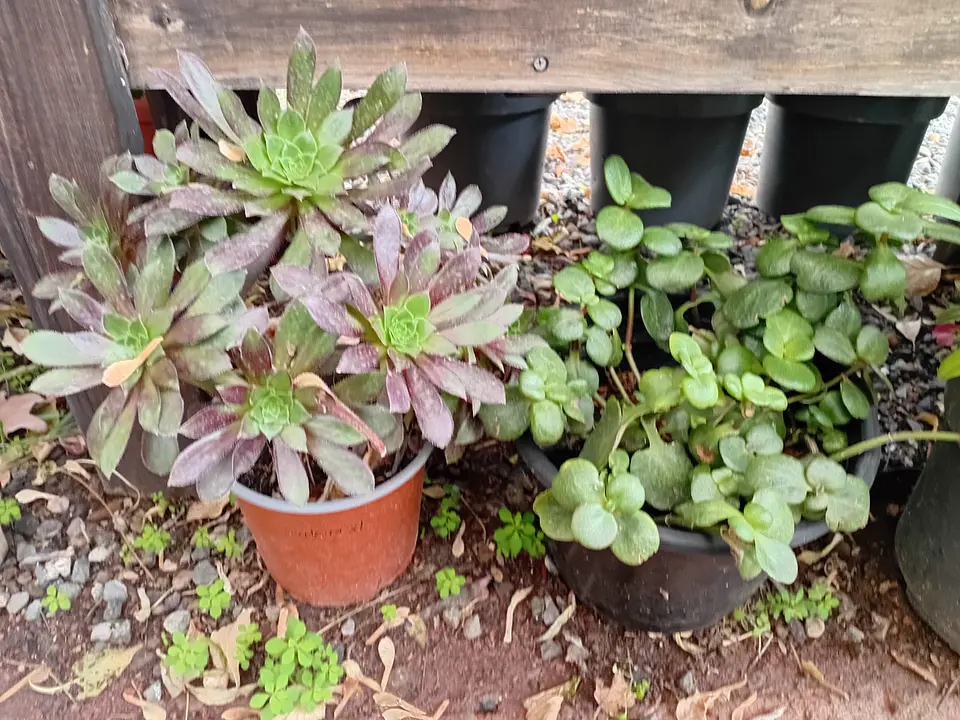 Plantas RV - Suculenta tamaño XL  2