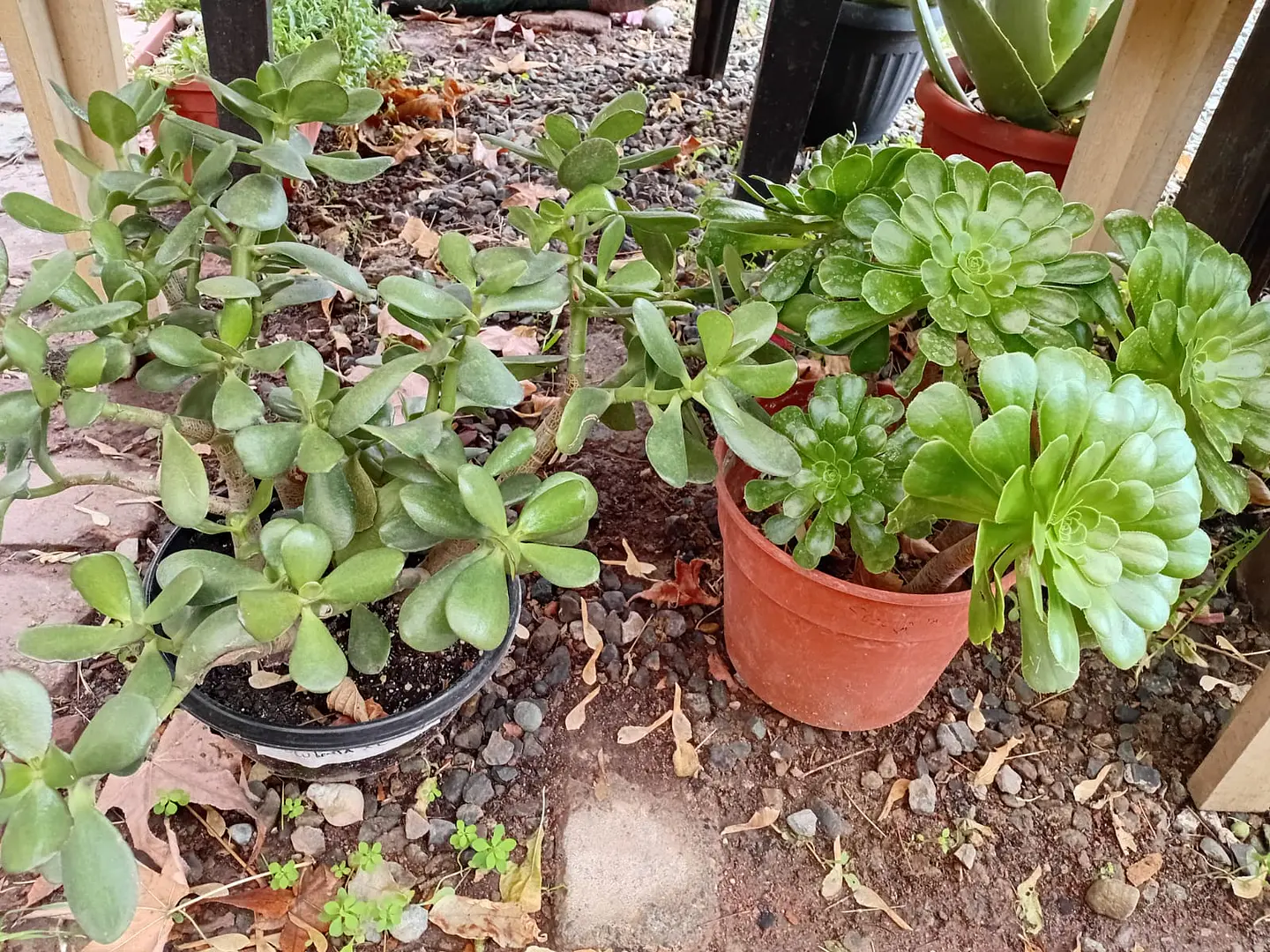 Plantas RV - Suculenta tamaño XL  3