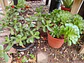 Plantas RV - Suculenta tamaño XL  - thumbnail 3