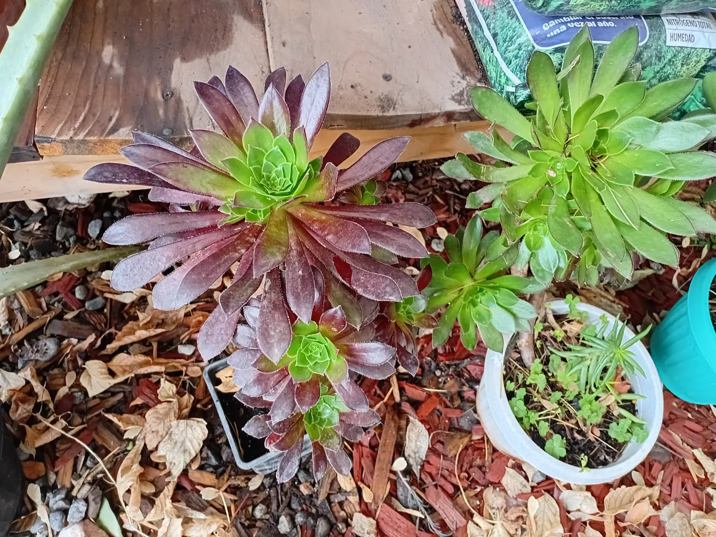 Plantas RV - Suculenta tamaño XL  4