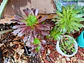 Plantas RV - Suculenta tamaño XL  - thumbnail 4