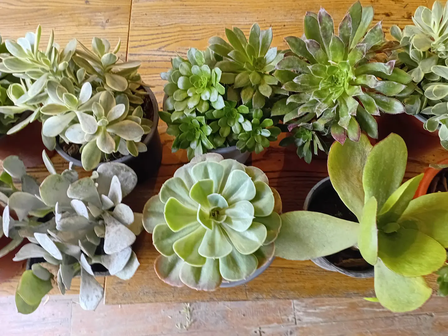 Plantas RV - Suculenta tamaño G 1