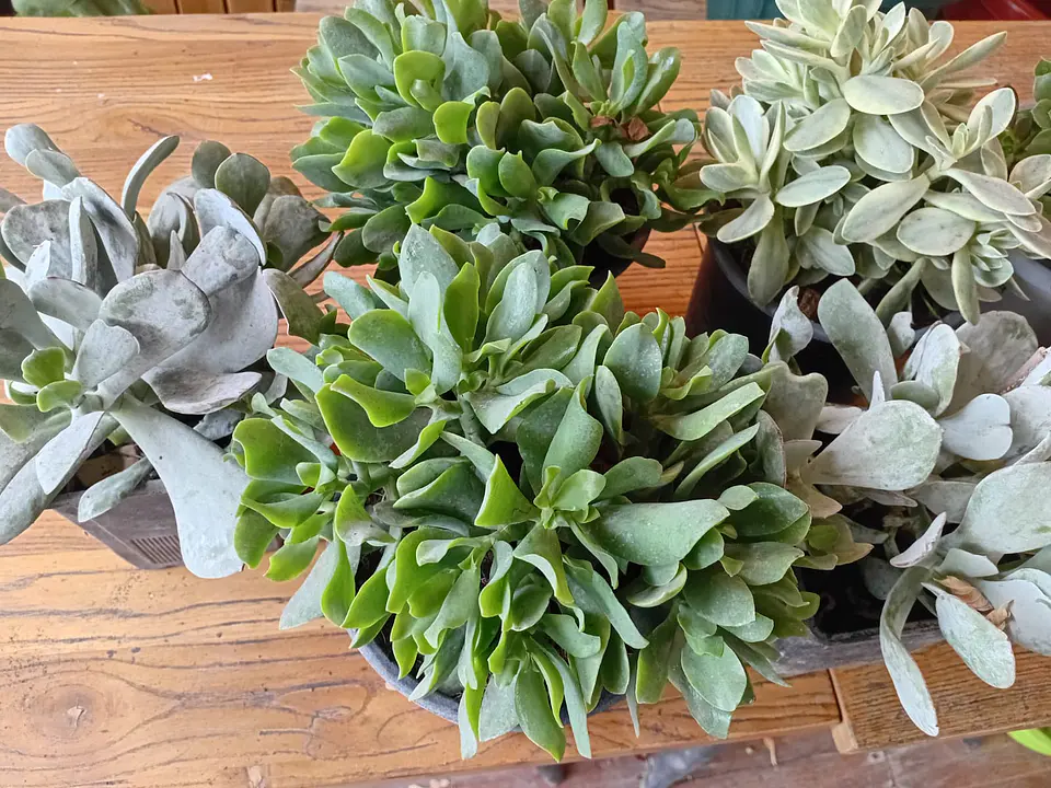 Plantas RV - Suculenta tamaño G 2