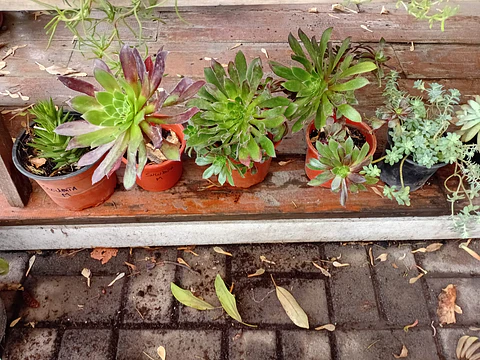 Plantas RV - Suculenta tamaño M