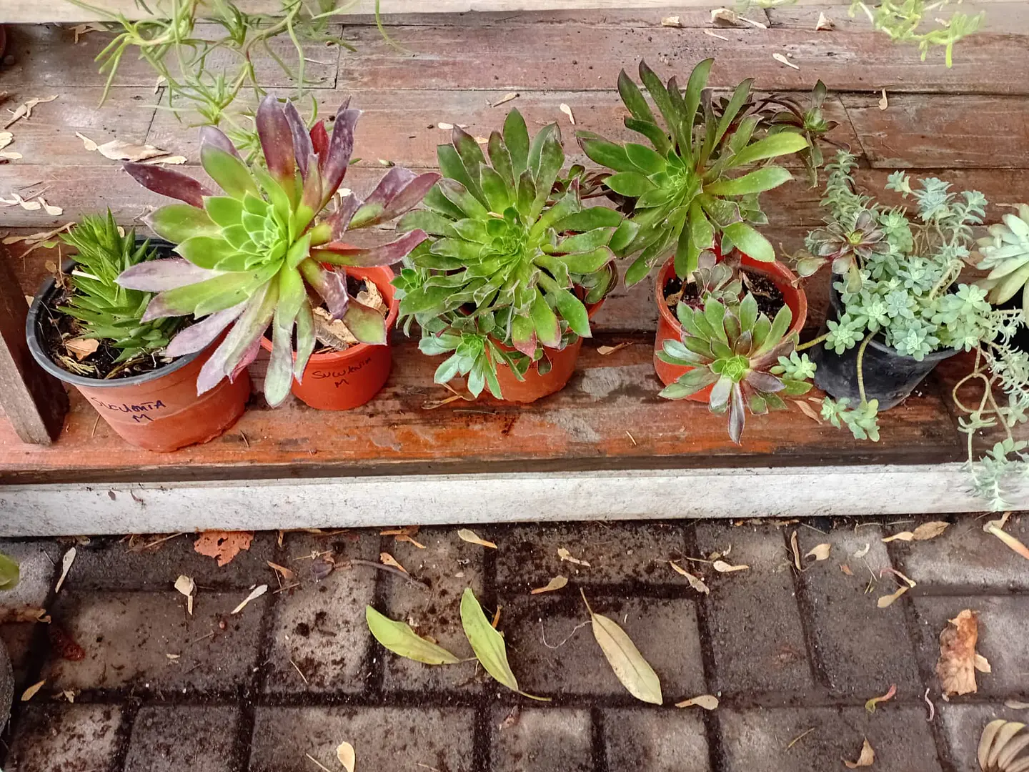 Plantas RV - Suculenta tamaño M 1