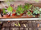Plantas RV - Suculenta tamaño M - thumbnail 1