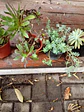 Plantas RV - Suculenta tamaño M - thumbnail 2