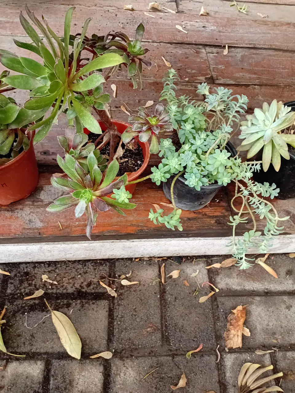 Plantas RV - Suculenta tamaño M 2