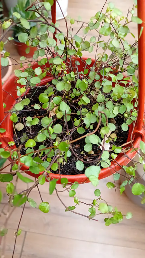  Plantas RV - Muehlenbeckia complexa