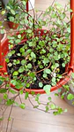  Plantas RV - Muehlenbeckia complexa - Miniatura 1