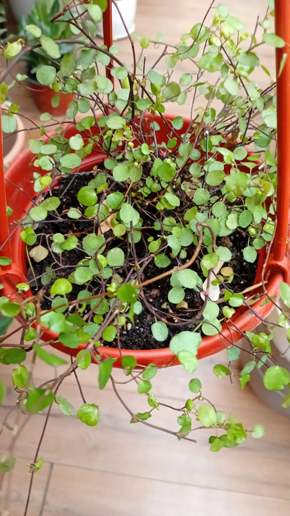  Plantas RV - Muehlenbeckia complexa 1