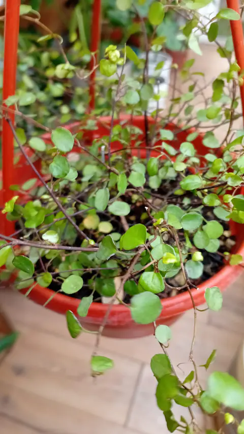  Plantas RV - Muehlenbeckia complexa
