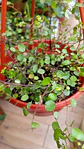  Plantas RV - Muehlenbeckia complexa - Miniatura 2
