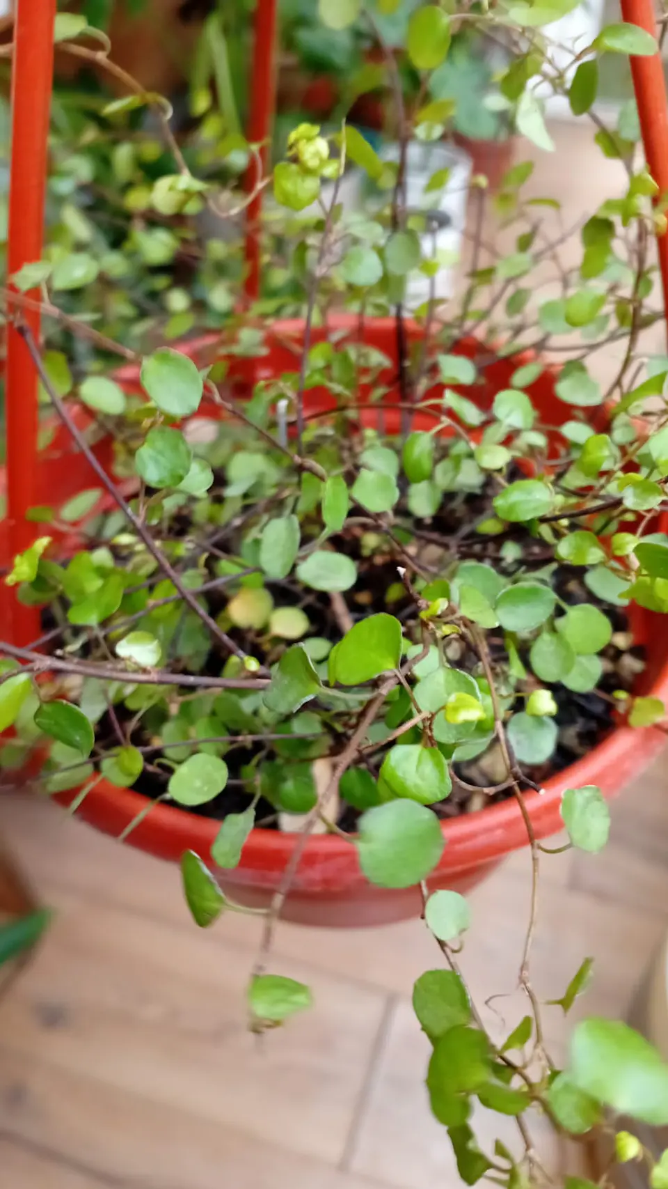  Plantas RV - Muehlenbeckia complexa 2