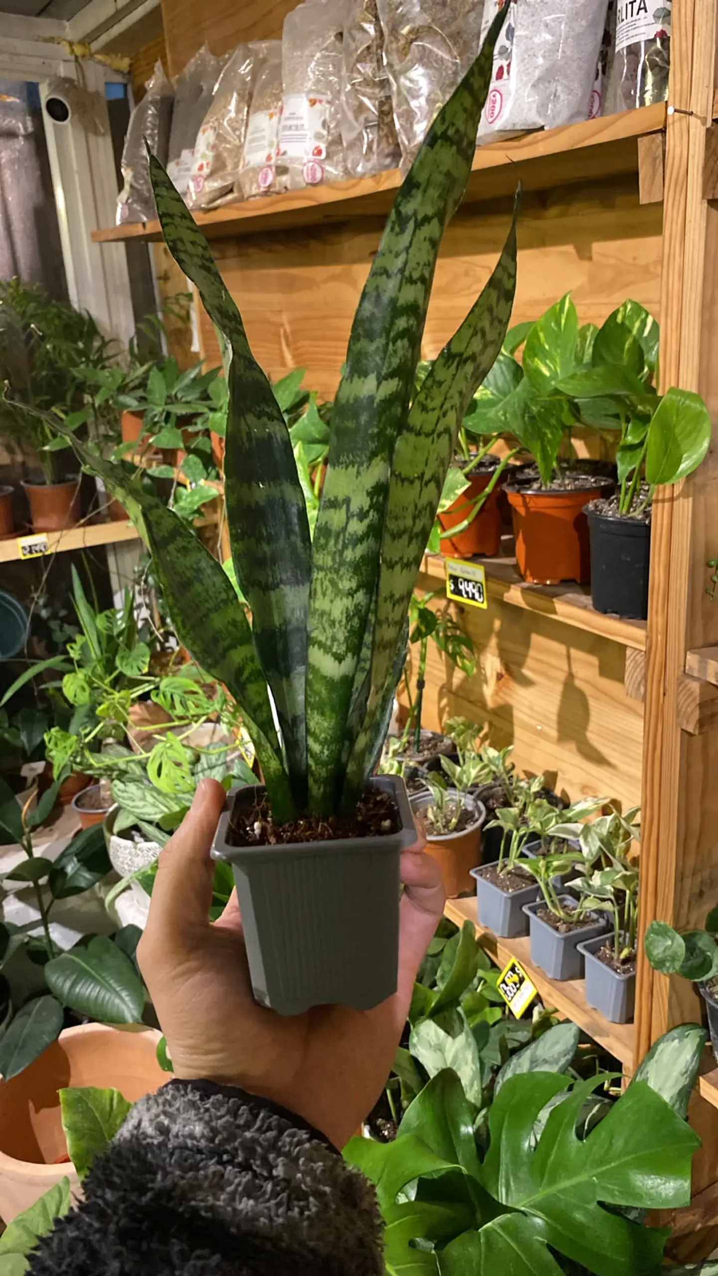 Plantas RV - Pack 2x1  Sansevieria Zeylanica  1