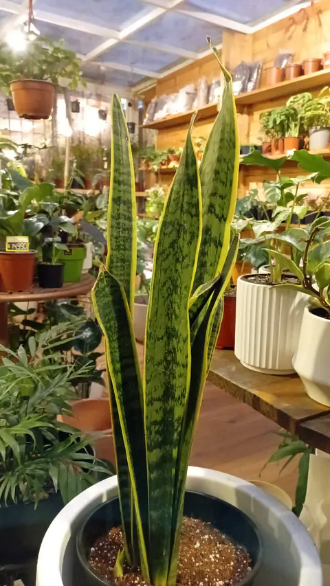Plantas RV -  Sansevieria Tamaño L 