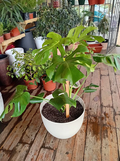 Plantas RV - Monstera Deliciosa Tamaño  XXL + Maceta con ruedas