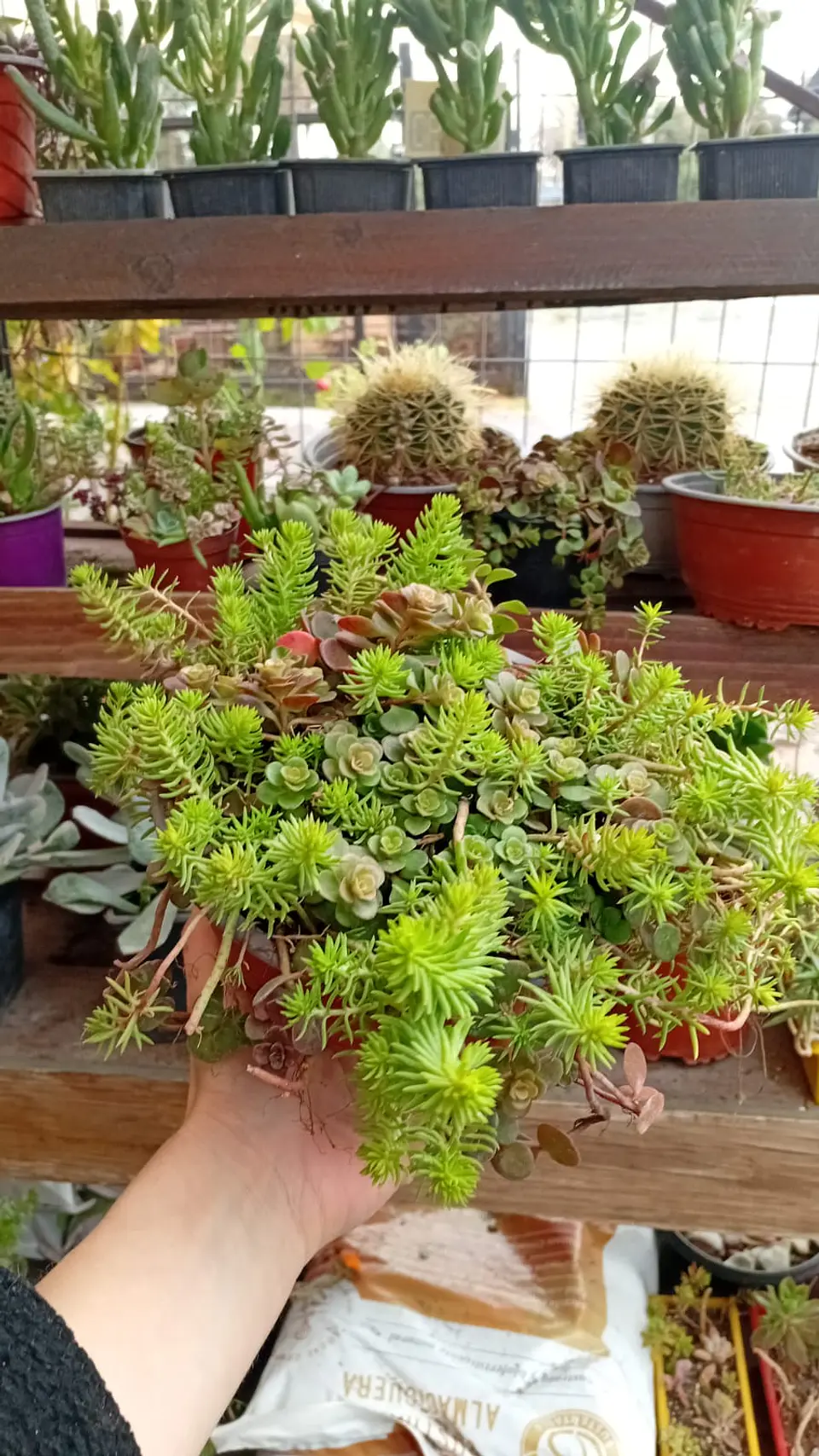 Plantas RV - Arreglo Suculenta tamaño G  1