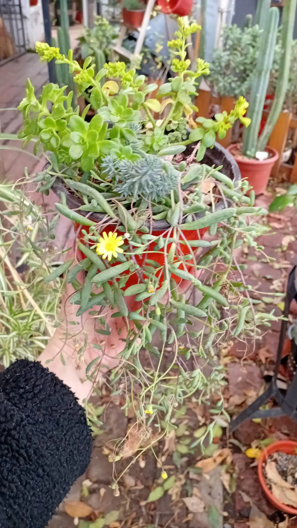 Plantas RV - Arreglo Suculenta tamaño M  1
